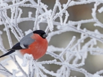 Winter Bird on the Snowy Branch