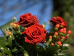 Red Roses and Buds