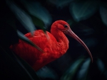 Scarlet Ibis