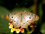 Butterfly on Flower