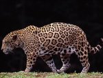 jaguar walk