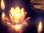 Golden Lotus