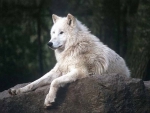 ARCTIC WOLF