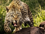 Growling leopard