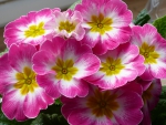 Primula