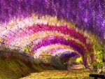 Wisteria Tunnel