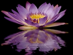 Purple Lotus Reflection