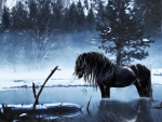 *Winter horse*