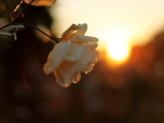 White rose at sunset!