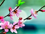 PINK CHERRY BLOSSOMS
