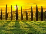 Tuscan sun (Italy)