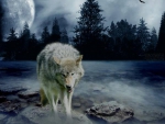 MOON WOLF