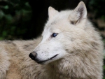 WHITE WOLF