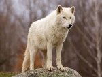 ARCTIC WOLF