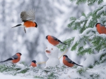 Winter Birds