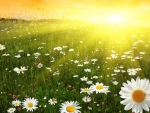 Sunrise Daisy Field