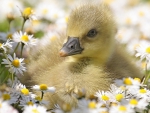 Spring Duckling