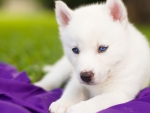 Siberian Husky Puppy