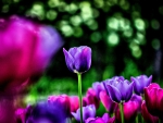 PURPLE TULIPS