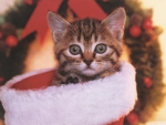 Christmas kitten