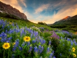 Mountain meadow in spring