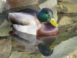 Sleeping Duck 2