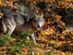 GREY WOLF IN THE FOREST