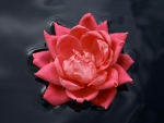 Floating Rose