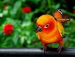Parrot and butterfly