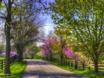 Spring Road