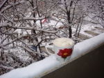 *Coffee in the snowy balcony*