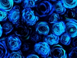 Blue roses
