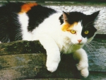 Calico cat