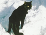 Black cat
