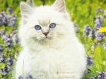 White cat
