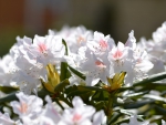 White Rhododendron