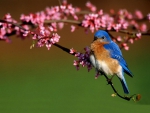 Spring * Bluebird