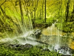 FOREST WATERFALLS