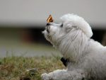 Butterfly and Bichon Frise