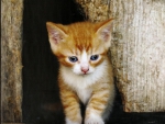 Kitten