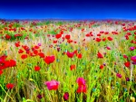 FIELDS of POPPIES