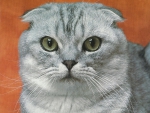 Scottish fold cat