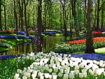 Springtime in Keukenhof Park, Netherlands