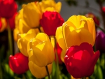 Tulips