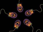 X-Rayed Mouses