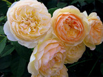Cabbage Roses