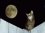 Cat on the Fence