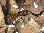 Leopard on the rocks