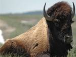 Bison