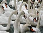 White Swans